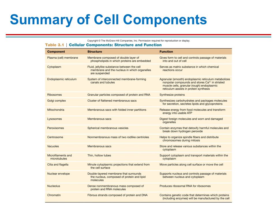 Brief notes on cell organization and